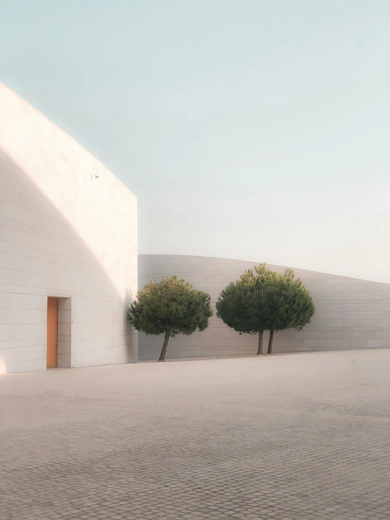Two round trees against a white wall in a paved courtyard