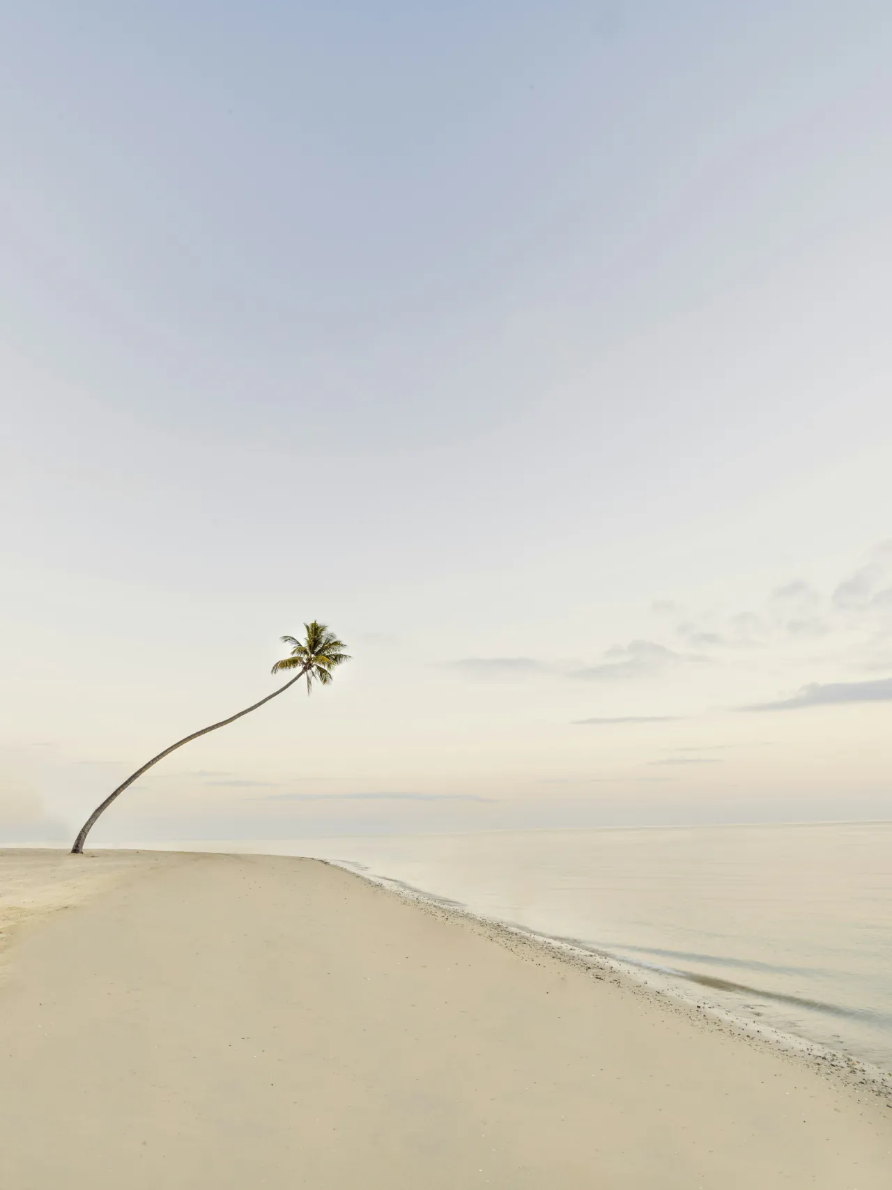 A single palm leaning out over a pale dune at the edge of the sea